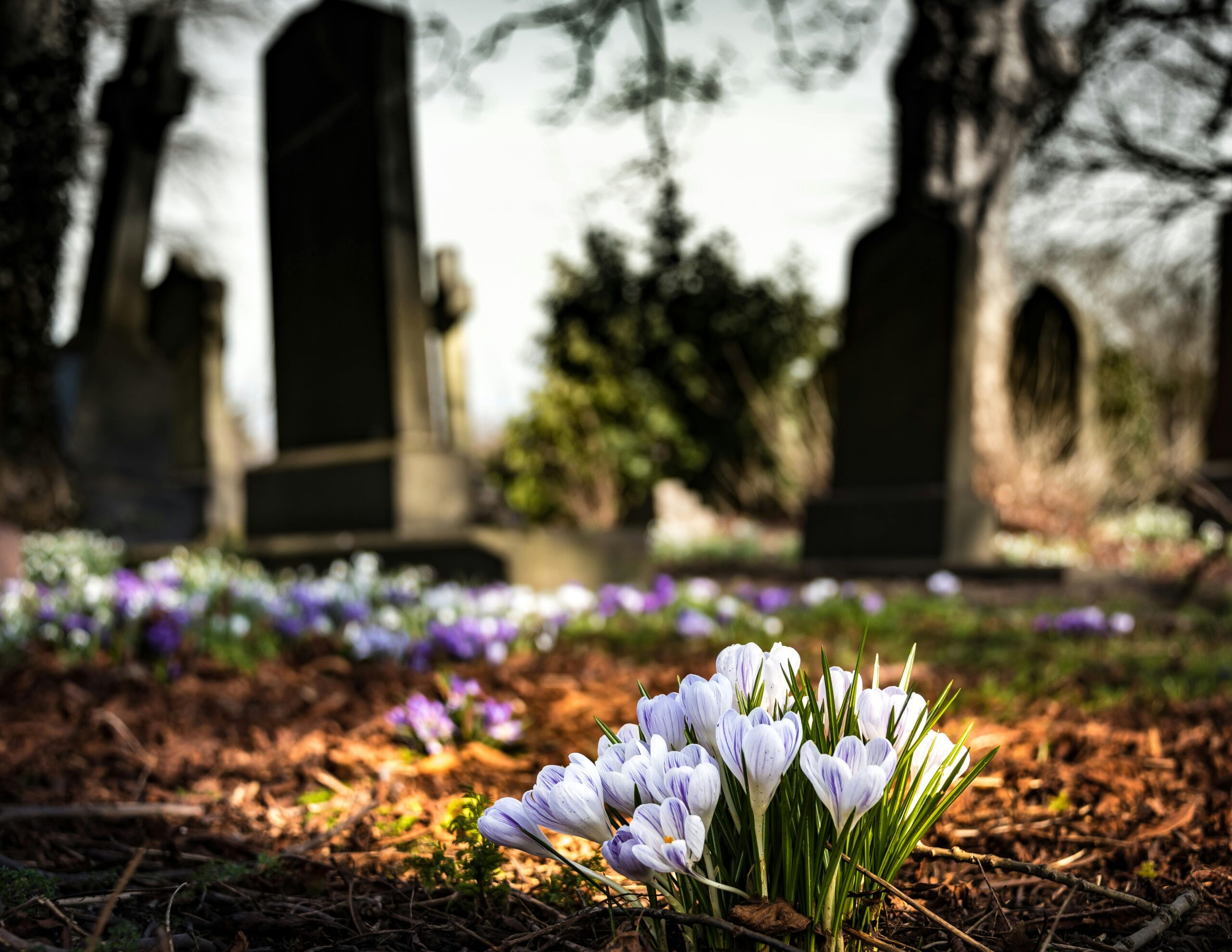 Flowers with grave in background.